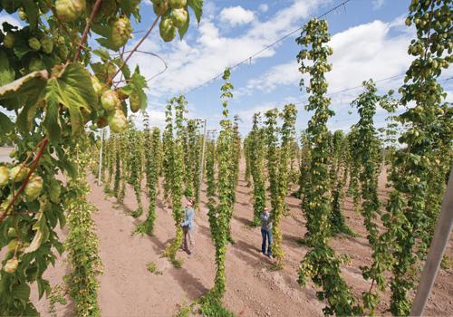 OSU's Hop Farm is also used for their annual Enchanted Under the Sea Dance.