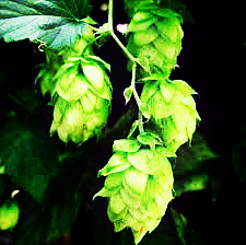 , Hops are Ruining Craft Beer and Other Dirty Lies