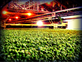 , Hops are Ruining Craft Beer and Other Dirty Lies