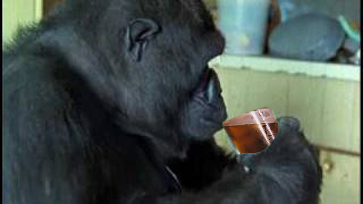 Amirilla Gorilla