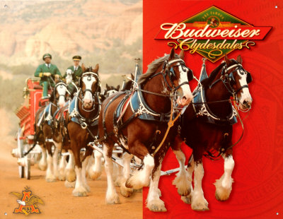 Clydesdale Horses