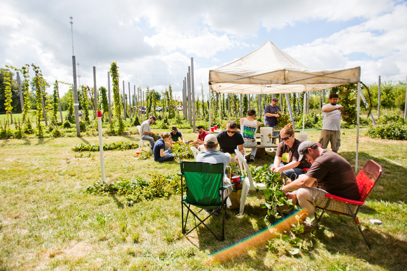 Last summer Northbound Hop Farm harvested 250 lbs of hops for local brewers. This summer Wright anticipates almost double the yield for both commercial brewers and homebrewers use. Photo courtesy Amanda Hein Photography