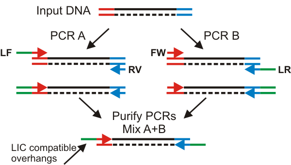 PCR Methodology Clarified