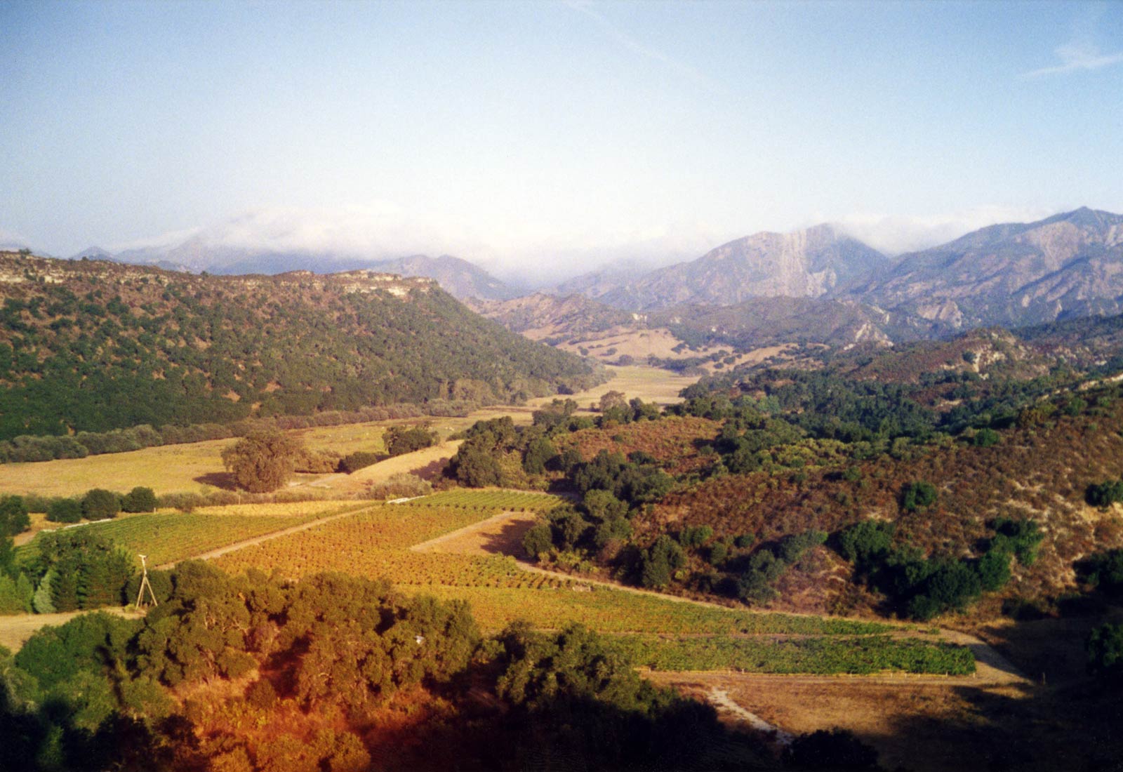 Saucelito Canyon Ranch vinyards