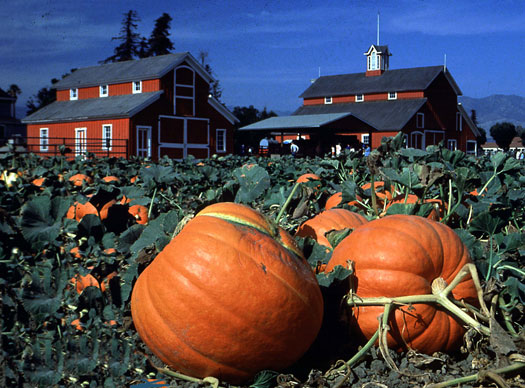 , 5 Reasons We&#8217;re Seeing Pumpkin Beers In June