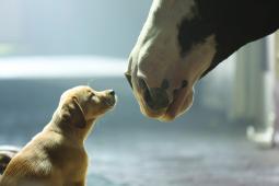 A Bud puppy and a Clydesdale in a previous Super Bowl ad