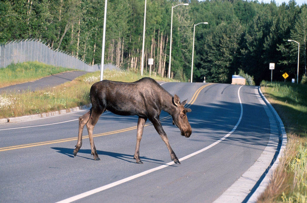 Moose crossing a road