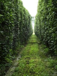 , A Newbies Guide To Hop Varieties