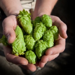 , Hoppy Days Are Here Again! Global Hop Acreage Expands