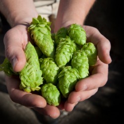 , A Newbies Guide To Hop Varieties