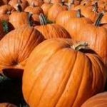 pumpkin-homepage-150x150