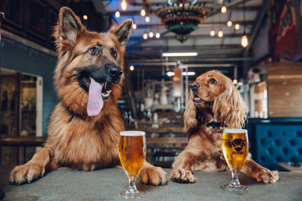 Virginia, Virginia Breweries Go To The Dogs!