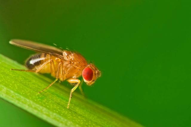 alcohol, Sexually Frustrated Male Flies Turn To Alcohol