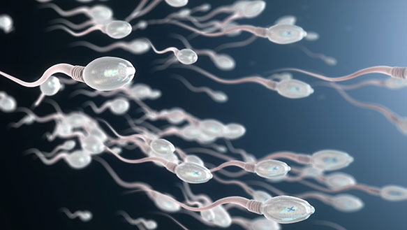 , Moderate Beer Drinking Linked To Higher Fertility