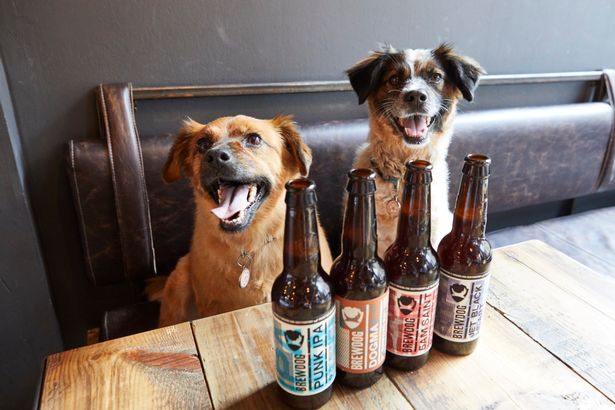 dog, All BrewDog’s UK Bars Now Throwing Dog Birthday Parties!