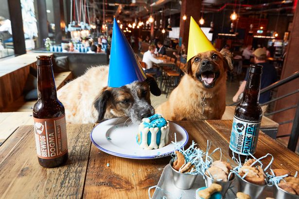 dog, All BrewDog’s UK Bars Now Throwing Dog Birthday Parties!