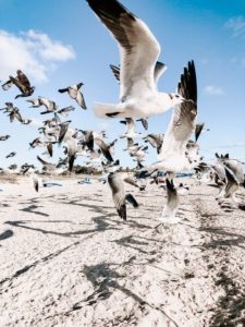 , Beer Buzz: Aussie Brewery Opens American Outpost, Drunk Seagulls Wreak Havoc In The UK