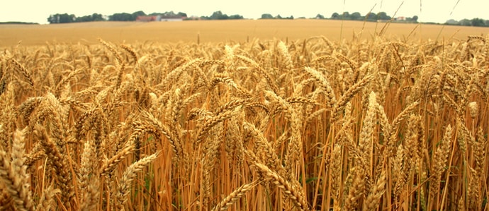 , Climate Change Could Lead To A Beer Apocalypse