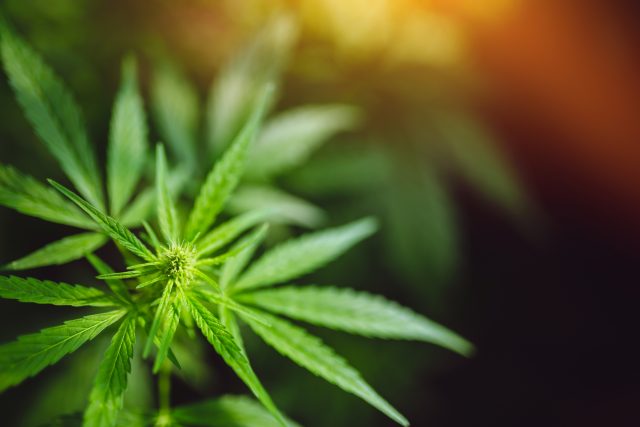 cannabis, Diageo Rumored To Be Looking For A Cannabis Deal