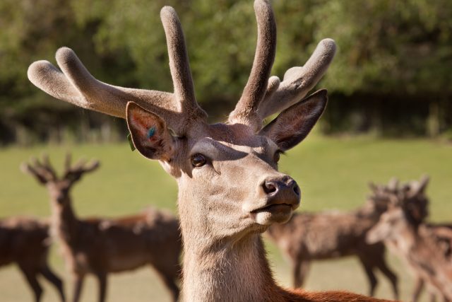 deer, Bad Ideas In Brewing – Deer Beer