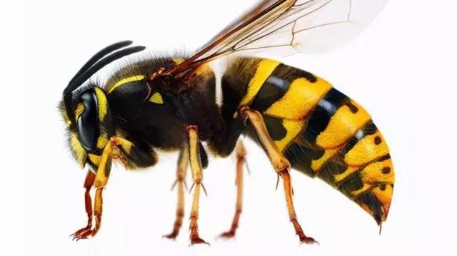 drunk, Drunk Angry Wasps Terrorizing UK Beer Gardens