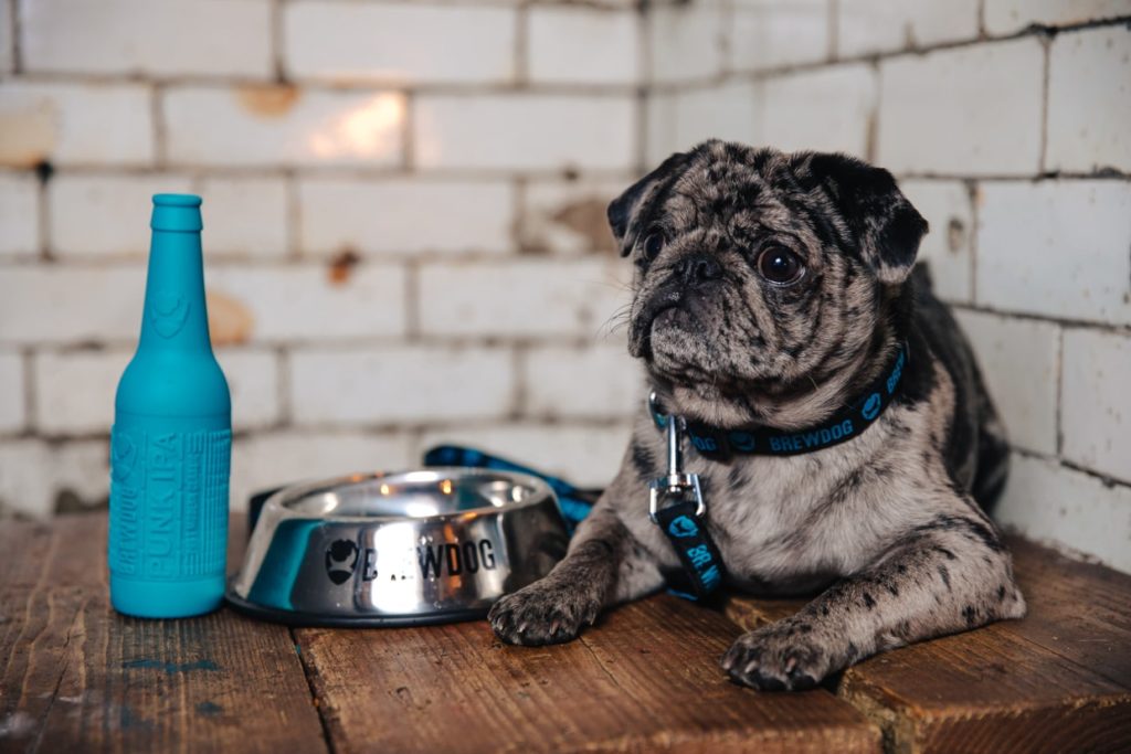 Gifts, BrewDog’s Holiday Gifts For Your Dog