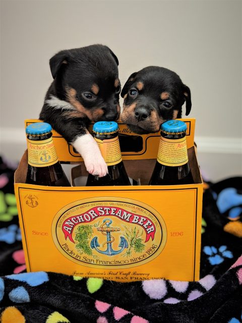 , ‘Beer And Dogs’ News Bites