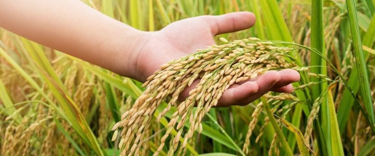 Busch, Anheuser-Busch Commits To Sustainable Rice Production