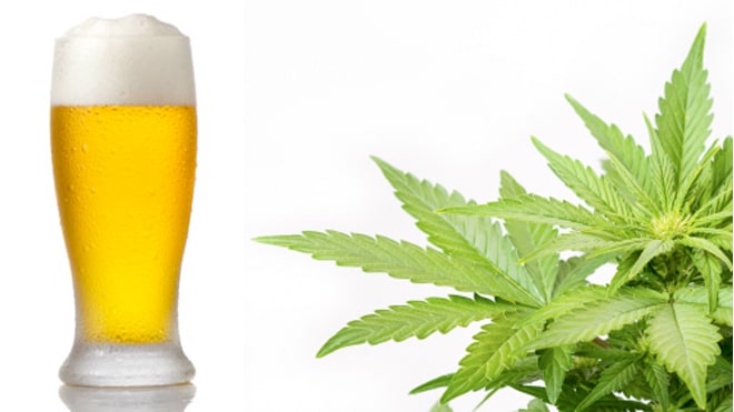 beer, Are Craft Beer Drinkers And Cannabis Users All That Different?