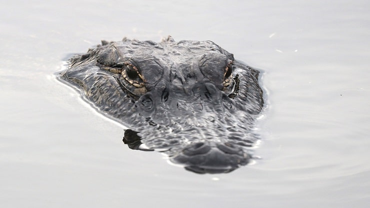 , Stupid Beer Crimes – Florida Men Arrested For Pouring Beer Down Alligator’s Throat