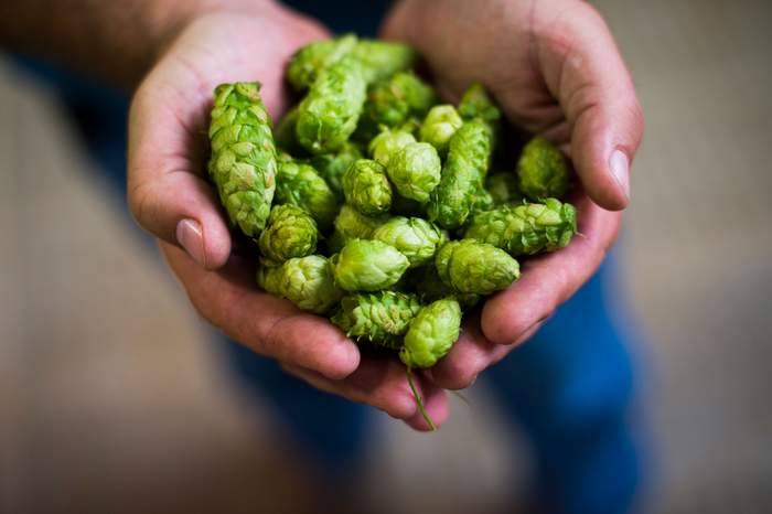 , Great Moments In Brewing: Fresh Hops Overnighted To Korea
