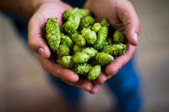 , Fresh Hops Ales Not Just A Pacific Northwest Thing Anymore