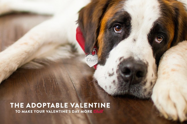 , Coors Light Will Cover Dog Adoption Fees On Valentine’s Day