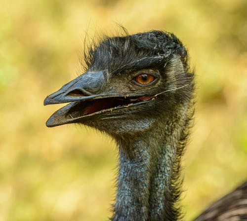 , Disorderly Emus Banned From Australian Pub