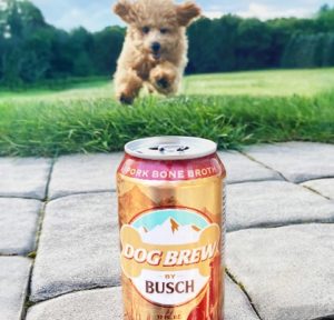 , Your Dog Can Earn $20,000 As Busch Dog Brew Tester