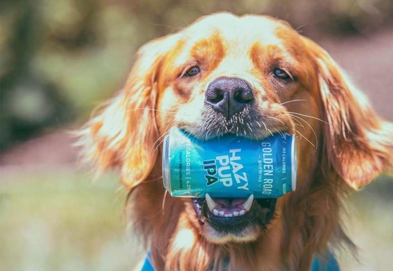 , Golden Road Brewing Offers Adoptable Dog Beer Delivery