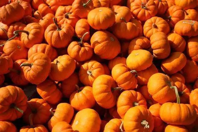 beer, Beer Alert &#8211; Serious Pumpkin Beers