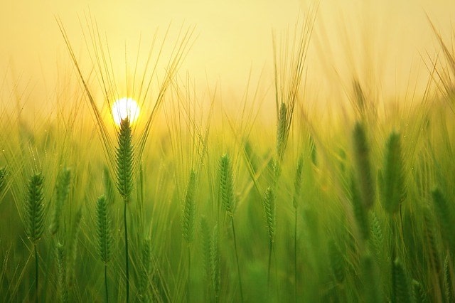 , Heineken Champions Sustainable Barley Growing Practices