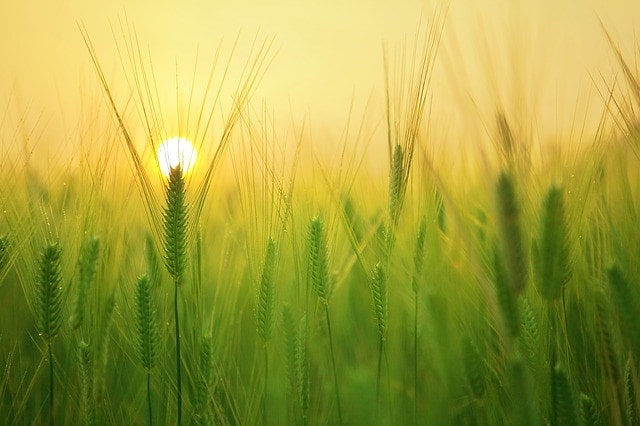 , Australian Beer Barley Finds New Home With Mexican Brewers