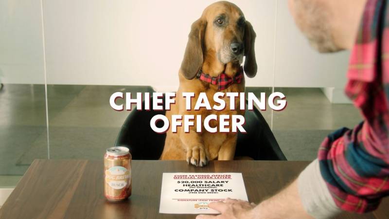 , Your Dog Can Earn $20,000 As Busch Dog Brew Tester