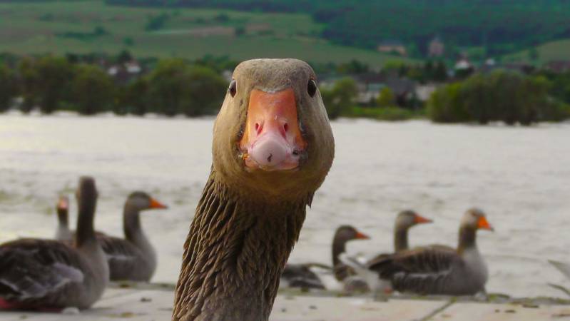 , Bad Ideas In Brewing – Goose Poop Stout