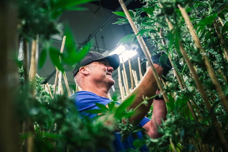 , Oskar Blues Beer Founder, Dale Katechis, Goes To Pot