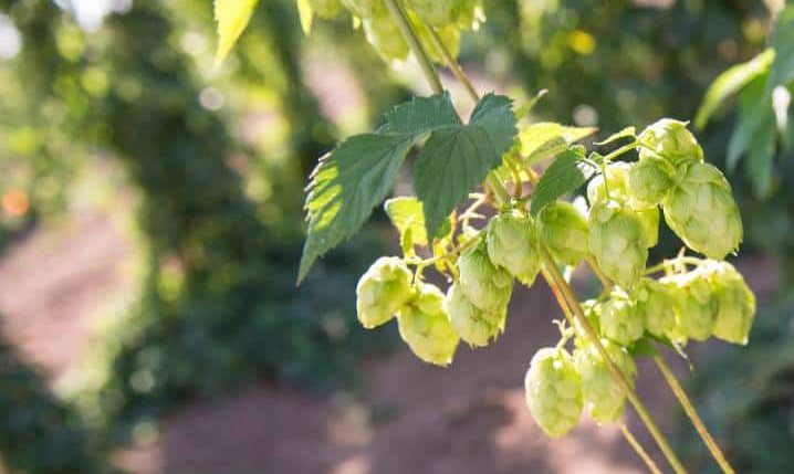 , Beer News: Czech Hop Region Named World Heritage Site / Tesla Debuts Cyberbeer In US