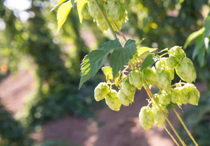 , Beer Science: Genetically Modified Yeast Found To Produce Beer With Intense Hop Aromas