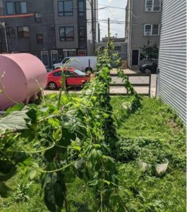 , Philadelphia Destroys Craft Brewery’s Urban Hop Crop