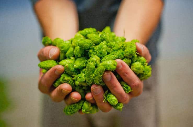 , Alaskan Airlines Pulls Off Ultimate Fresh Hop Beer Run