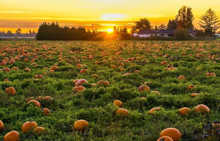 , New Beer Alert – The All Pumpkin Beers Edition