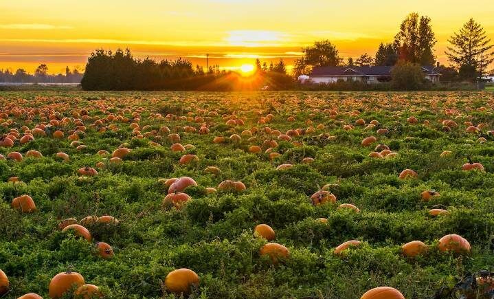 New Beer Alert: 5 Great Pumpkin Beers For People Who Hate Pumpkin Beer