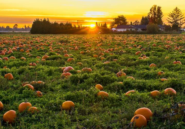 , 4 Award Winning Pumpkin Beers That Might Change Your Mind