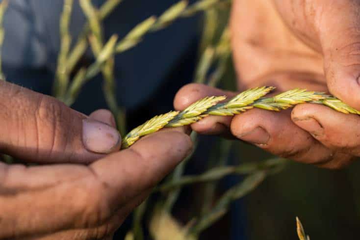 , Patagonia And 11 American Craft Breweries Make Beer Using Special Sustainable Grain